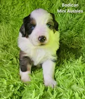 #3 MAJOR~ BMM, a male Miniature Australian Shepherd for sale in Reagan, TN – 2 of 9