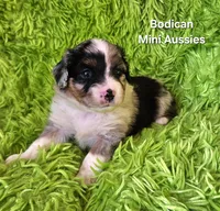 #4 GUNNER ~ BMM, a male Toy Australian Shepherd for sale in Reagan, TN – 2 of 7