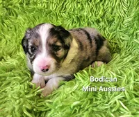#3 CAPTAIN ~ BMM, a male Toy Australian Shepherd for sale in Reagan, TN – 6 of 8