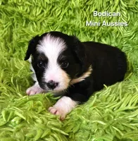#7 BELL ~ BKF, a female Toy Australian Shepherd for sale in Reagan, TN – 6 of 9