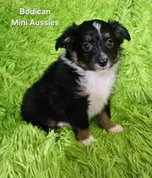 #6 CAMO ~ BKM, a male Toy Australian Shepherd for sale in Reagan, TN – 2 of 9