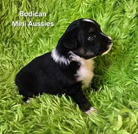 #6 CAMO ~ BKM, a male Toy Australian Shepherd for sale in Reagan, TN – 6 of 7