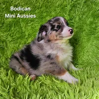 #3 CAPTAIN ~ BMM, a male Toy Australian Shepherd for sale in Reagan, TN – 8 of 10