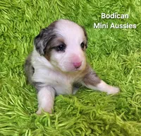 #2 TANGO ~ BMM, a male Toy Australian Shepherd for sale in Reagan, TN – 2 of 7