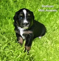 #1 WILLOW~BKF, a female Miniature Australian Shepherd for sale in Reagan, TN – 3 of 7