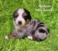 #5 ~FAITH, a female Miniature Australian Shepherd for sale in Reagan, TN – 6 of 10
