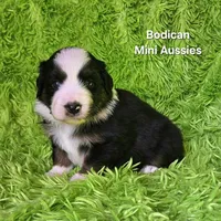 #4 JULIET ~ BKF, a female Miniature Australian Shepherd for sale in Reagan, TN – 5 of 7