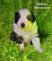 #3 MAJOR~ BMM, a male Miniature Australian Shepherd for sale in Reagan, TN – 9 of 9