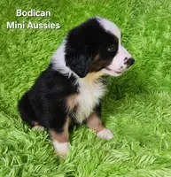 #4 JULIET ~ BKF, a female Miniature Australian Shepherd for sale in Reagan, TN – 6 of 10