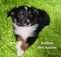 #6 CAMO ~ BKM, a male Toy Australian Shepherd for sale in Reagan, TN – 6 of 9