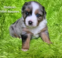 #2 VALOR ~BMM, a male Miniature Australian Shepherd for sale in Reagan, TN – 5 of 9