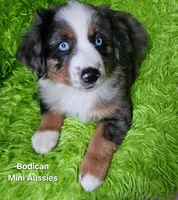 #6 LIBERTY ~ BMF, a female Miniature Australian Shepherd for sale in Reagan, TN – 3 of 10