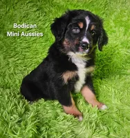 #1 WILLOW~BKF, a female Miniature Australian Shepherd for sale in Reagan, TN – 4 of 10