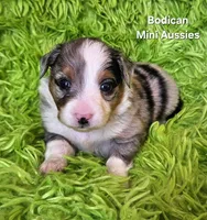 #1 ACE ~ BMM, a male Toy Australian Shepherd for sale in Reagan, TN – 4 of 8