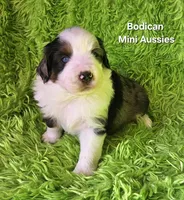 #3 MAJOR~ BMM, a male Miniature Australian Shepherd for sale in Reagan, TN – 7 of 9