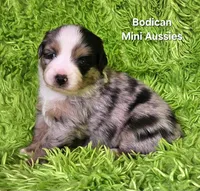 #5 ~FAITH, a female Miniature Australian Shepherd for sale in Reagan, TN – 3 of 10