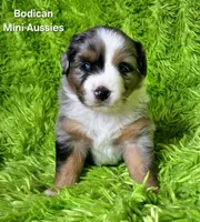 #2 VALOR ~BMM, a male Miniature Australian Shepherd for sale in Reagan, TN – 2 of 9