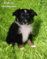 #6 CAMO ~ BKM, a male Toy Australian Shepherd for sale in Reagan, TN – 5 of 9