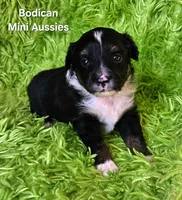 #6 CAMO ~ BKM, a male Toy Australian Shepherd for sale in Reagan, TN – 1 of 7