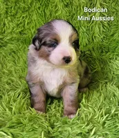 #5 ~FAITH, a female Miniature Australian Shepherd for sale in Reagan, TN – 7 of 10