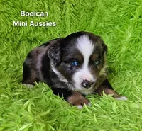 #7 DIESEL ~ BMM, a male Miniature Australian Shepherd for sale in Reagan, TN – 7 of 7