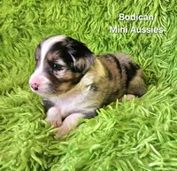 #3 CAPTAIN ~ BMM, a male Toy Australian Shepherd for sale in Reagan, TN – 8 of 8