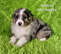 #3 CAPTAIN ~ BMM, a male Toy Australian Shepherd for sale in Reagan, TN – 7 of 10