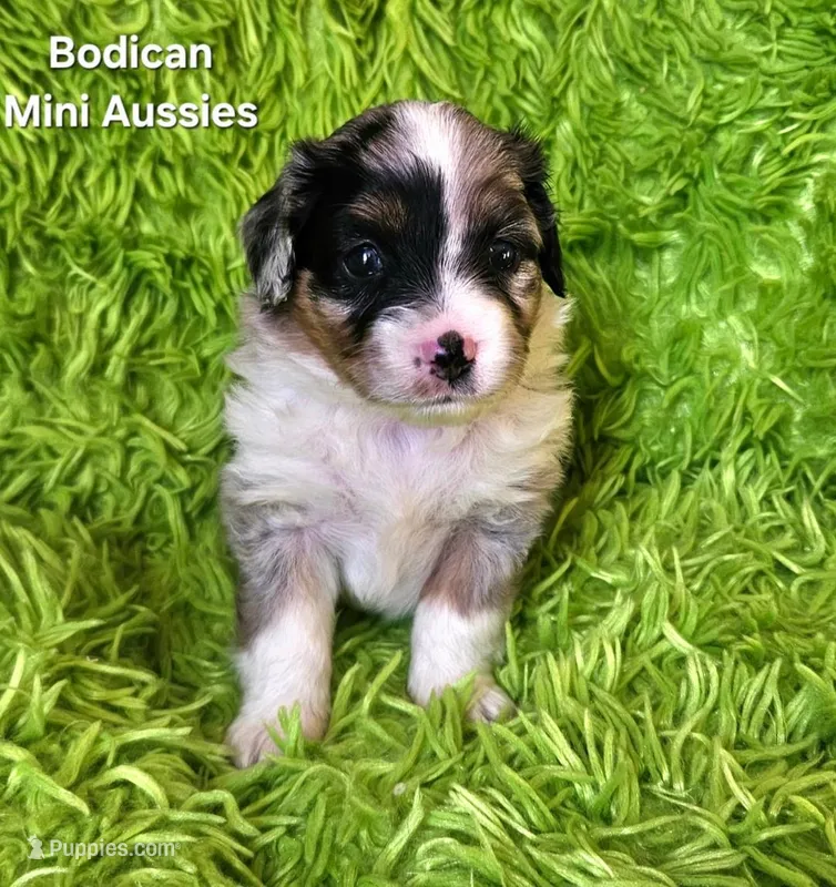 #4 GUNNER ~ BMM – Toy Australian Shepherd puppy for sale in Reagan, TN