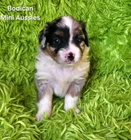 #4 GUNNER ~ BMM, a male Toy Australian Shepherd for sale in Reagan, TN – 1 of 7