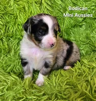#5 ANTHEM ~ BMM, a male Toy Australian Shepherd for sale in Reagan, TN – 2 of 7