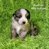 #5 ~FAITH, a female Miniature Australian Shepherd for sale in Reagan, TN – 5 of 10