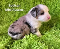 #2 TANGO ~ BMM, a male Toy Australian Shepherd for sale in Reagan, TN – 7 of 7