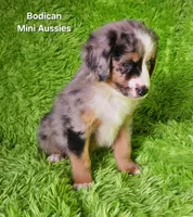 #2 VALOR ~BMM, a male Miniature Australian Shepherd for sale in Reagan, TN – 10 of 10