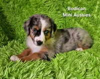 #2 VALOR ~BMM, a male Miniature Australian Shepherd for sale in Reagan, TN – 7 of 10