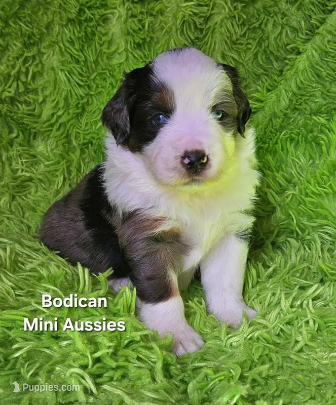 #3 MAJOR~ BMM – Miniature Australian Shepherd puppy for sale in Reagan, TN