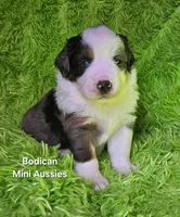 #3 MAJOR~ BMM, a male Miniature Australian Shepherd for sale in Reagan, TN – 1 of 9