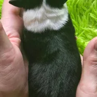 MAX #2, a male Miniature Australian Shepherd for sale in Reagan, TN – Photo 9 of 9