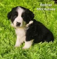 MAX #2, a male Miniature Australian Shepherd for sale in Reagan, TN – Photo 8 of 9