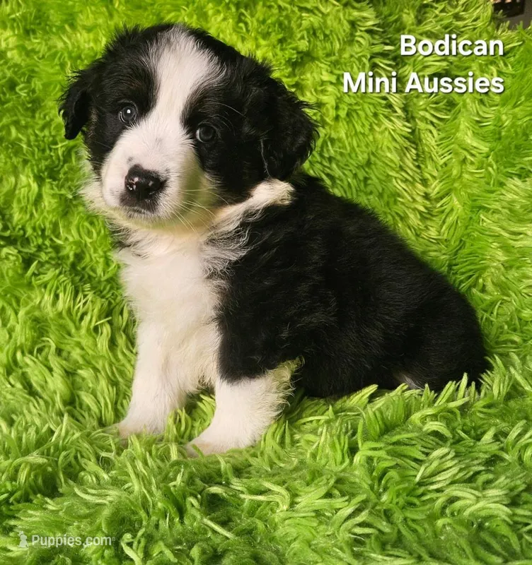 MAX #2 – Miniature Australian Shepherd puppy for sale in Reagan, TN