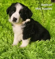 MAX #2, a male Miniature Australian Shepherd for sale in Reagan, TN – Photo 1 of 9