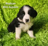 MAX #2, a male Miniature Australian Shepherd for sale in Reagan, TN – Photo 6 of 9