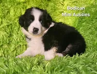MAX #2, a male Miniature Australian Shepherd for sale in Reagan, TN – Photo 3 of 9
