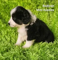 MAX #2, a male Miniature Australian Shepherd for sale in Reagan, TN – Photo 7 of 9