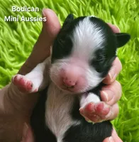 MAX #2, a male Miniature Australian Shepherd for sale in Reagan, TN – Photo 2 of 5