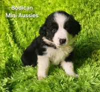 MAX #2, a male Miniature Australian Shepherd for sale in Reagan, TN – Photo 4 of 9