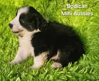 MAX #2, a male Miniature Australian Shepherd for sale in Reagan, TN – Photo 5 of 9