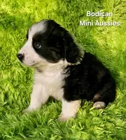 MAX #2, a male Miniature Australian Shepherd for sale in Reagan, TN – Photo 2 of 9