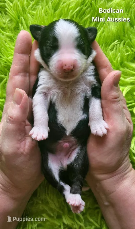 MAX #2, a male Miniature Australian Shepherd for sale in Reagan, TN – Photo 1 of 5