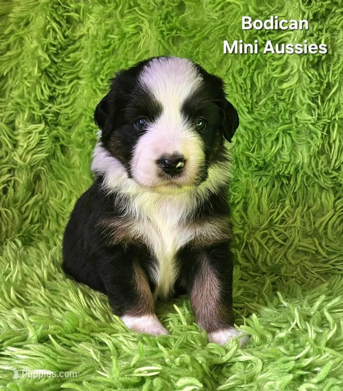 #4 JULIET ~ BKF – Miniature Australian Shepherd puppy for sale in Reagan, TN