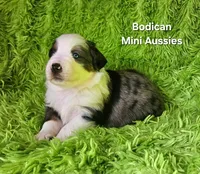 #3 MAJOR~ BMM, a male Miniature Australian Shepherd for sale in Reagan, TN – 8 of 9